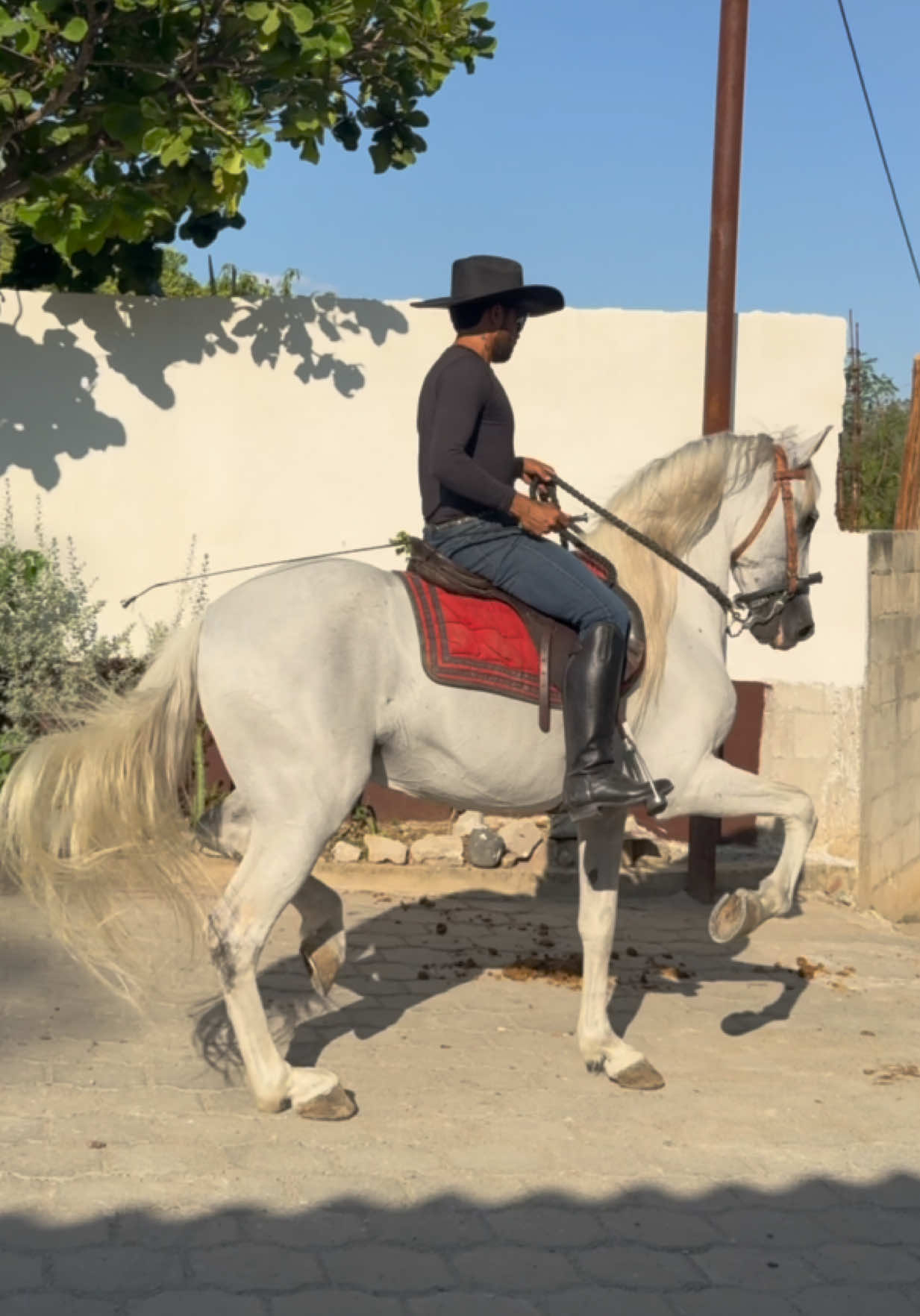 @reydelcaballo.gt
