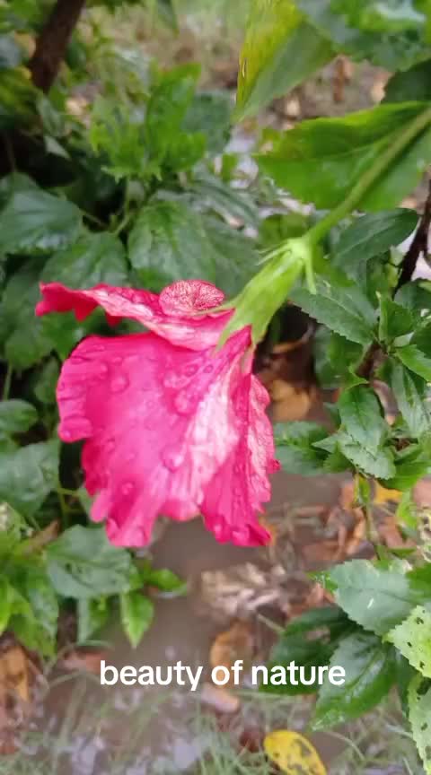 @iqra, Chaudhary