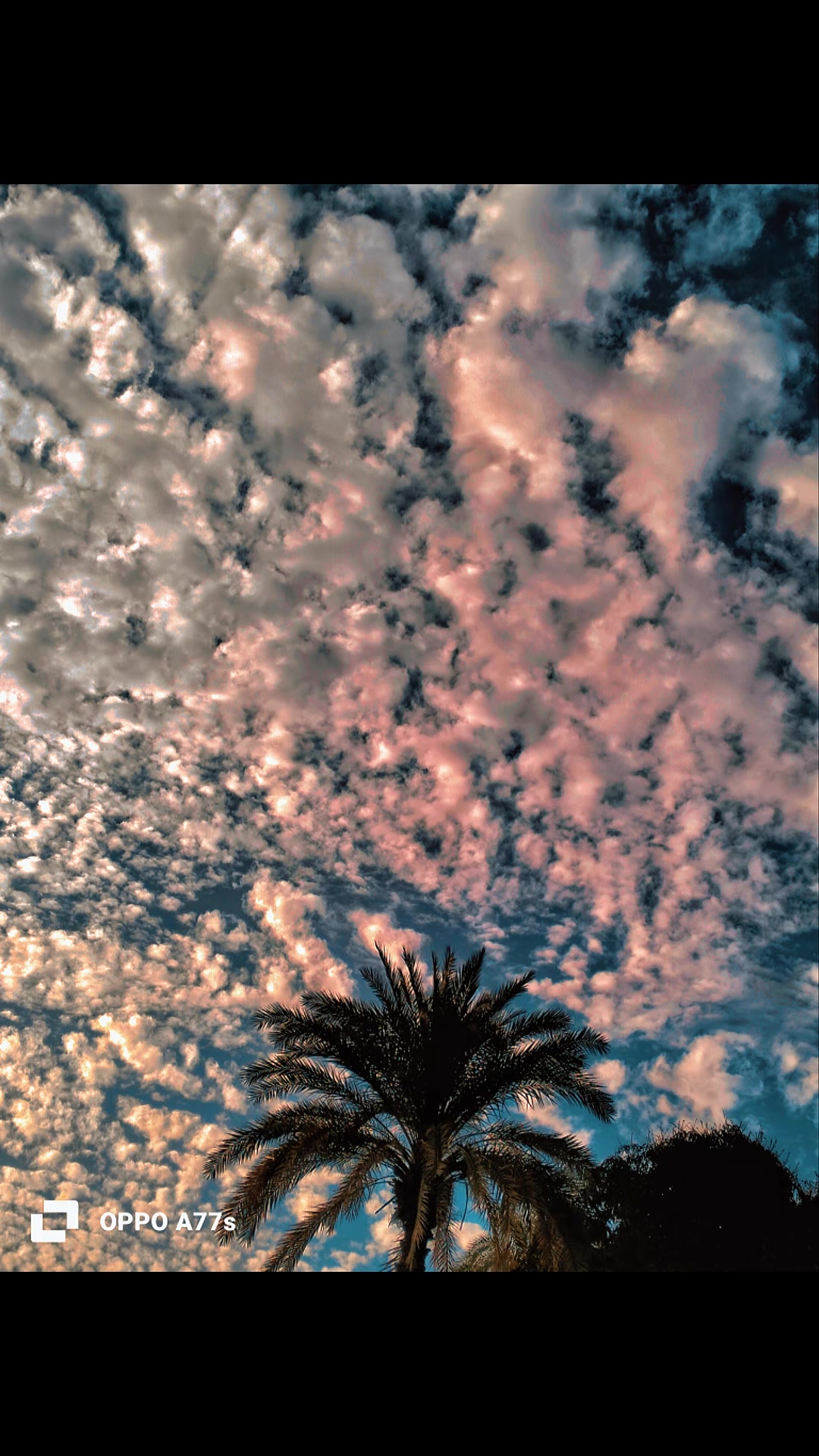 @✨عبــدالـواحـد | 1431هـــ 🐺
