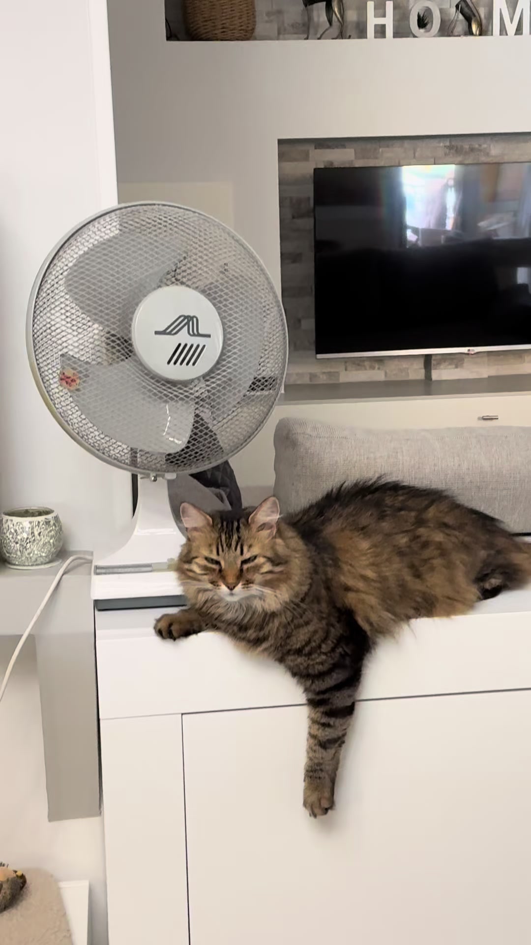 @Mike e Mendy Maine Coon