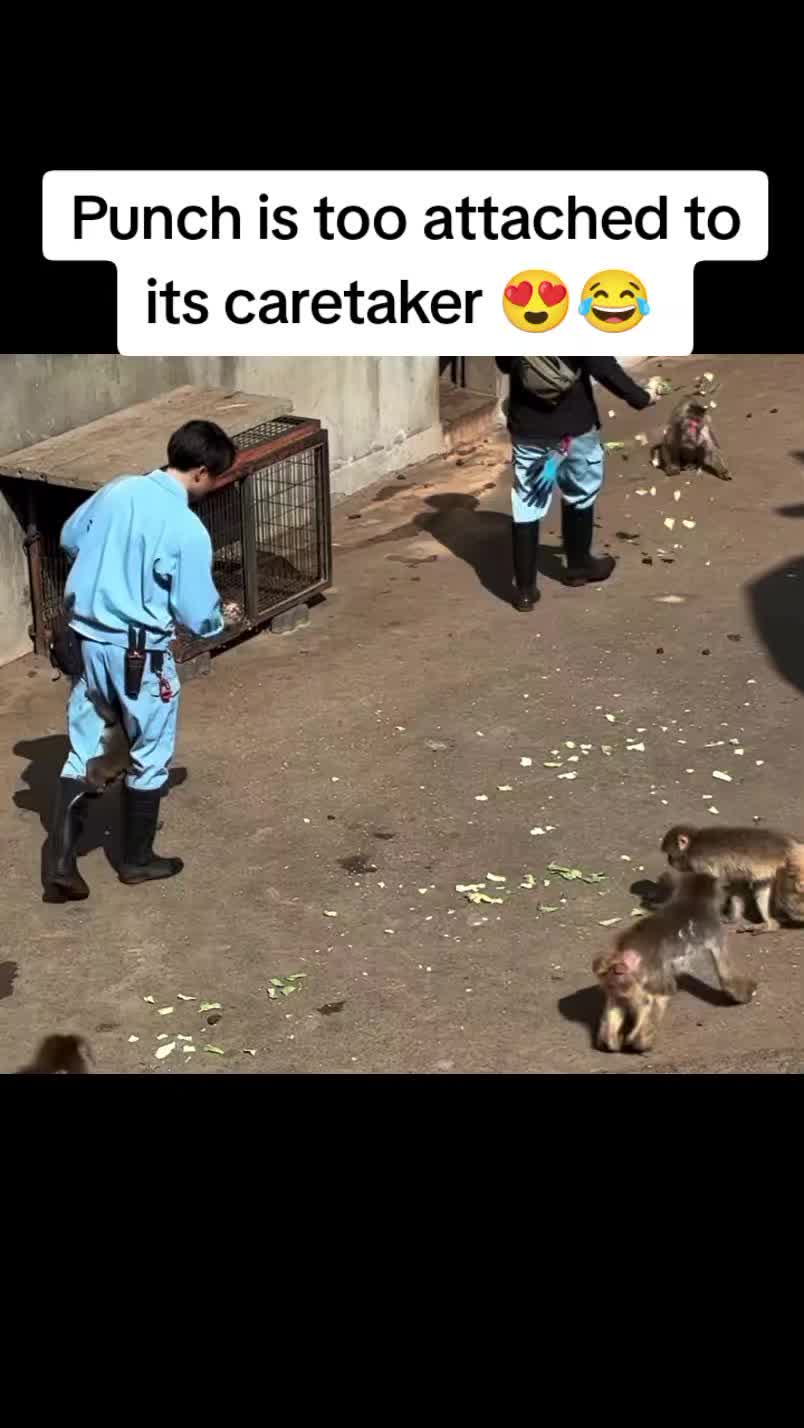@Thepunchmonkey.com