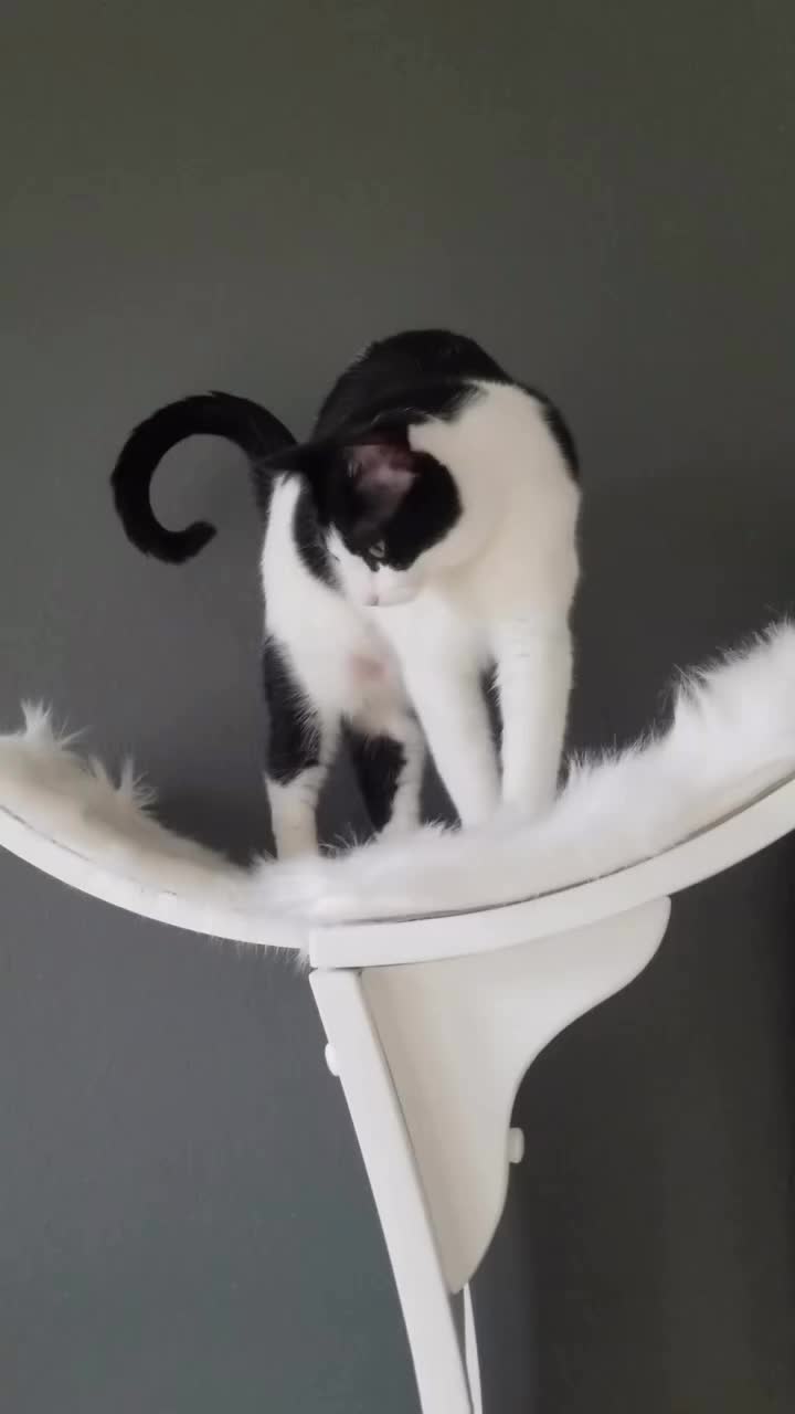 @The Refined Feline