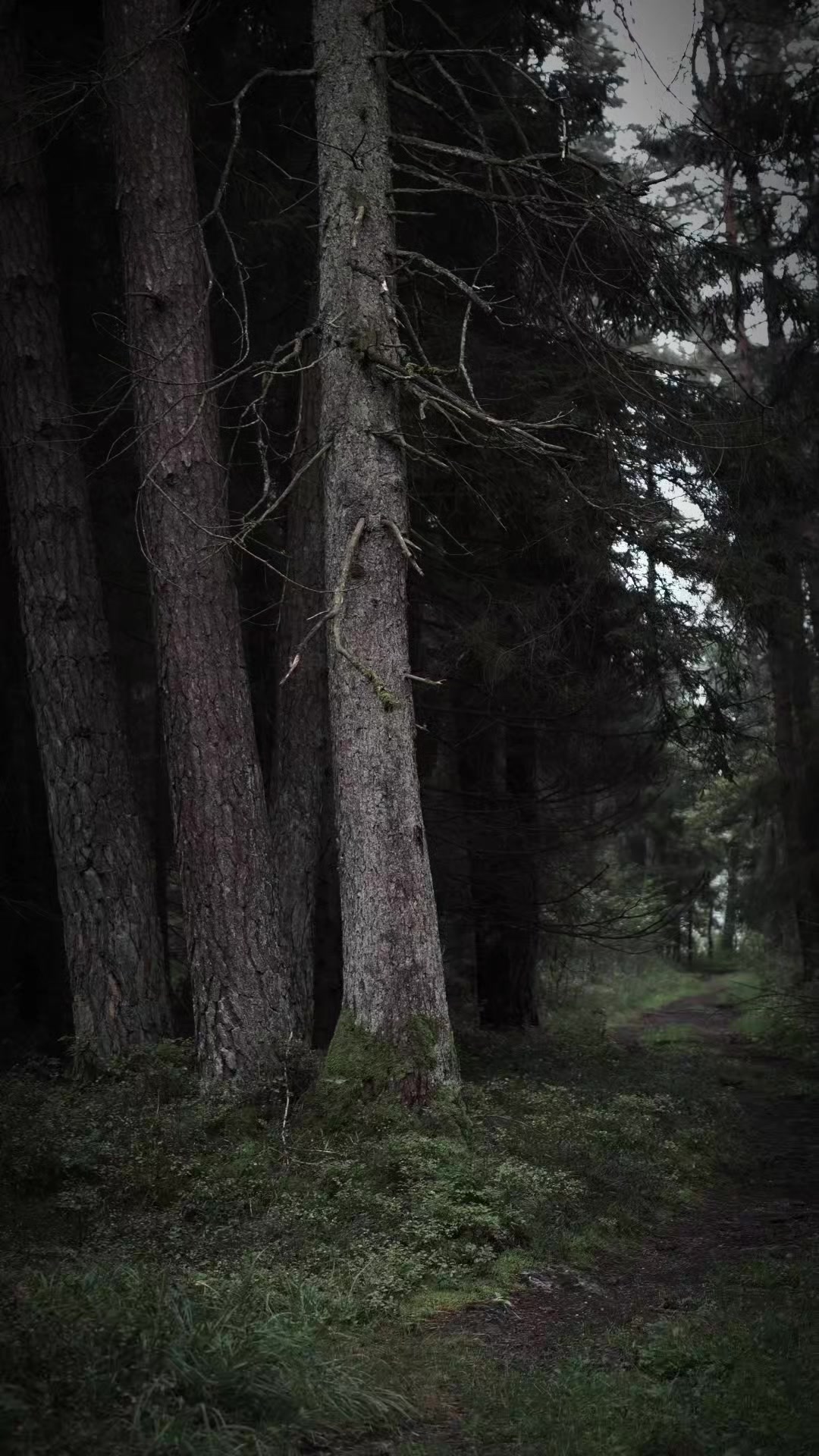@TreeTales