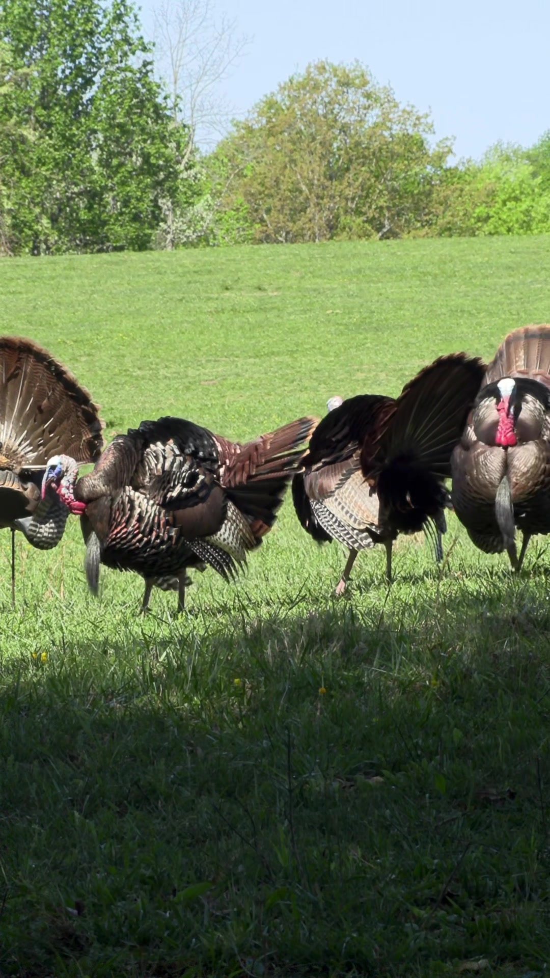 @FOXPRO Game Calls