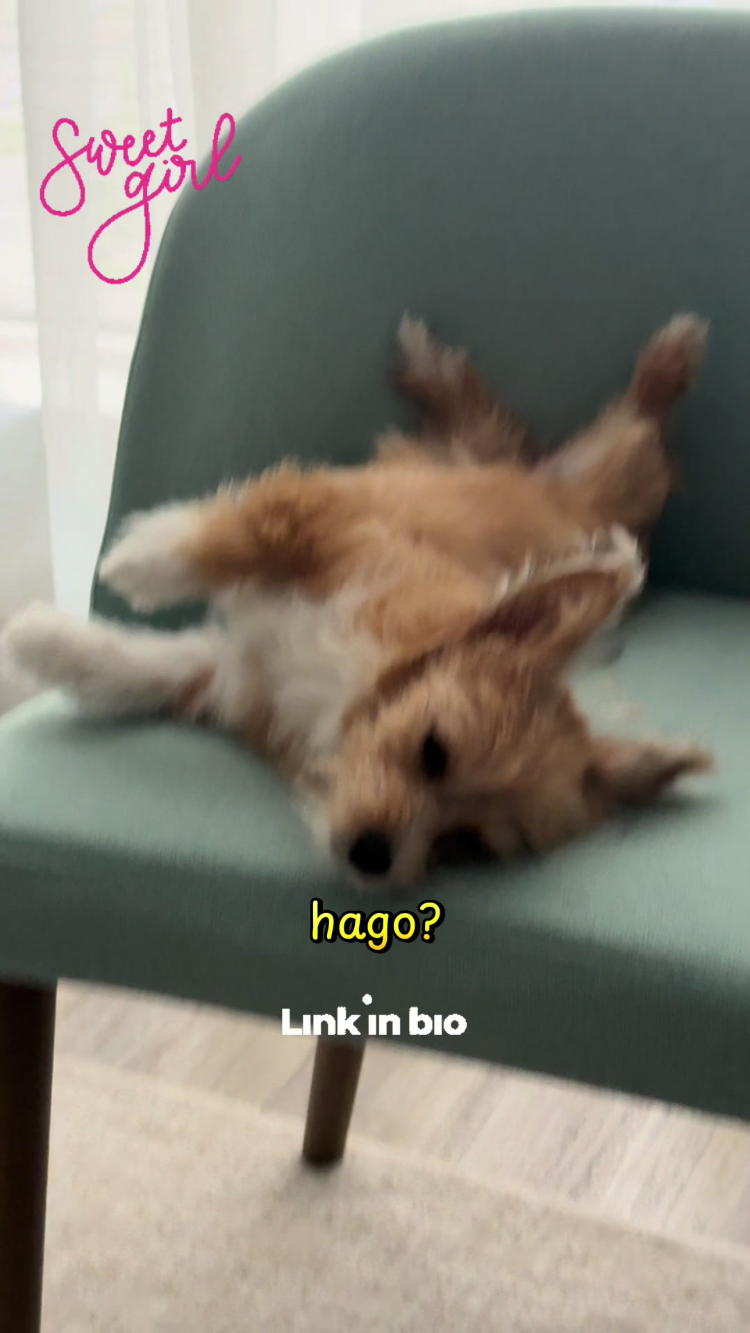 @Puppy Mynnie (Podlee + Cogi)