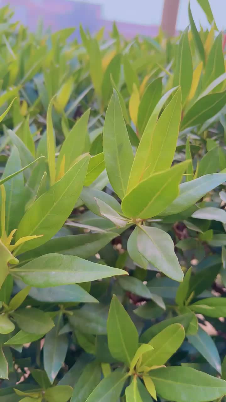 @mahi_999