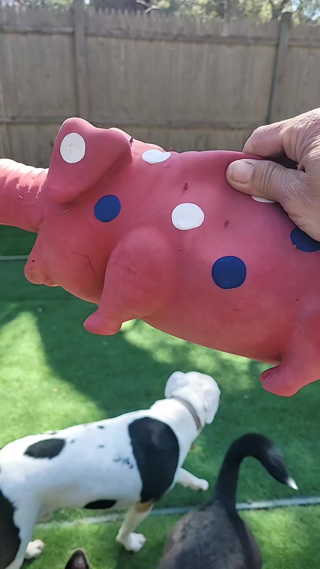 @Magicdogland.com