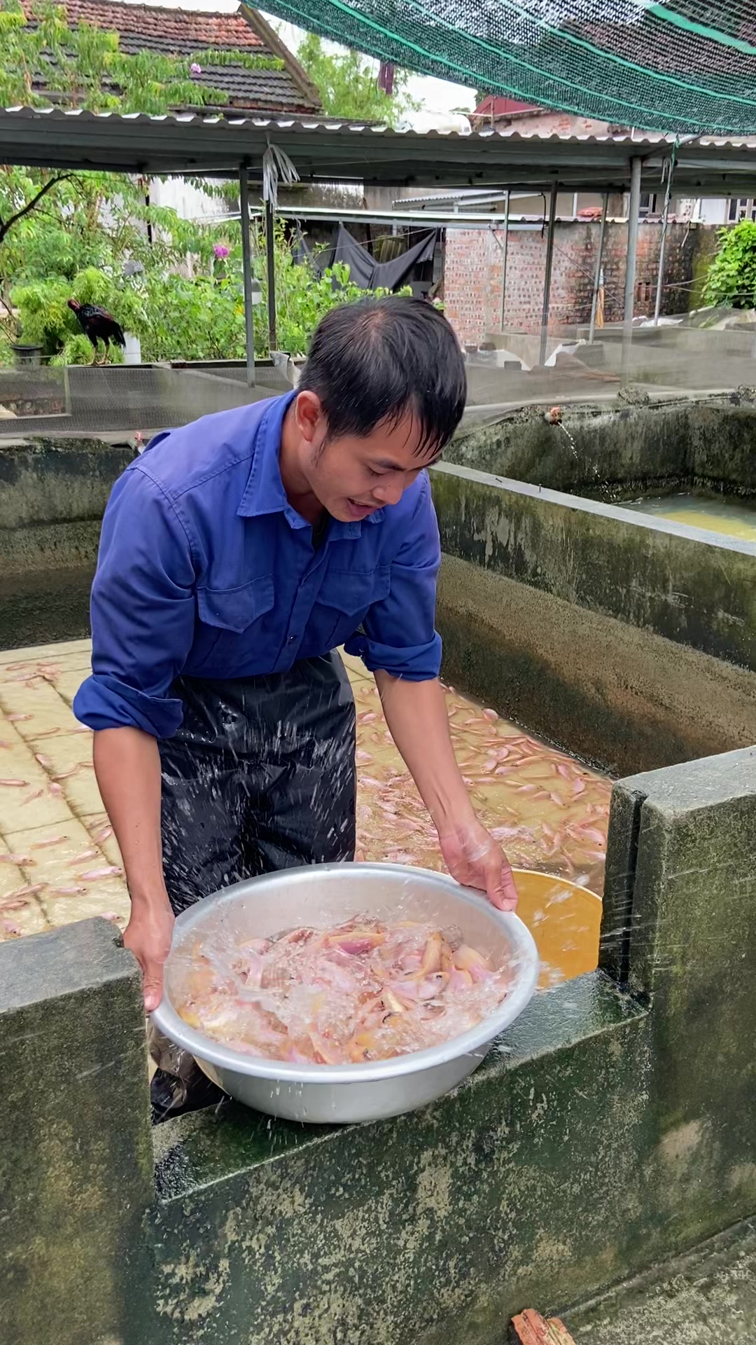 @Trại C&aacute; Giống Quang L&acirc;m