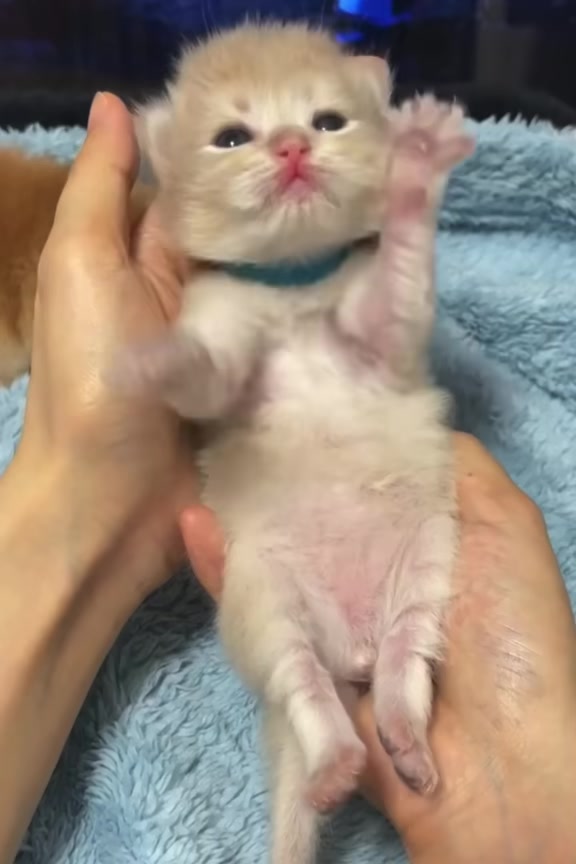 @catbosssss