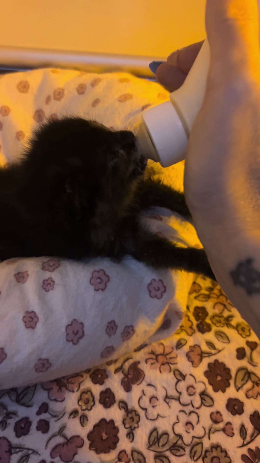 @Kitten.mama