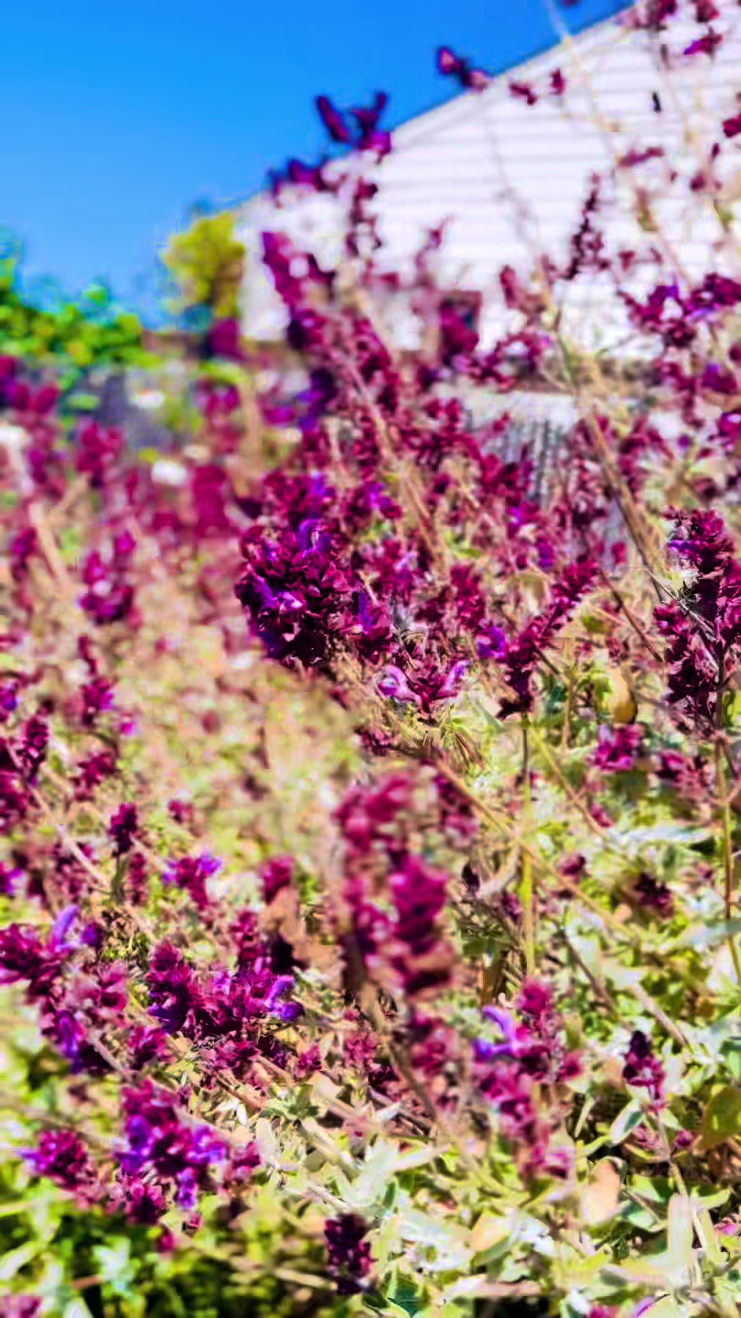 @bitterflower