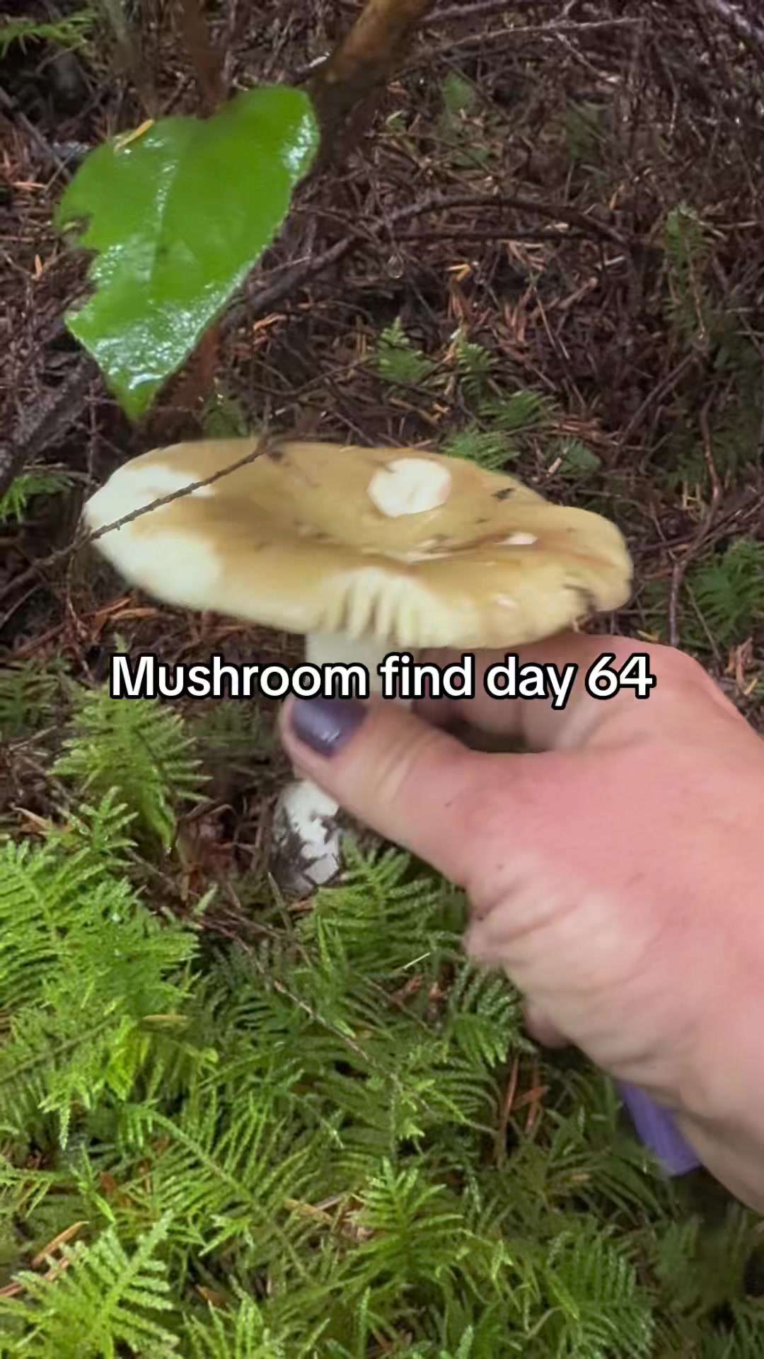 @Fungusamungus