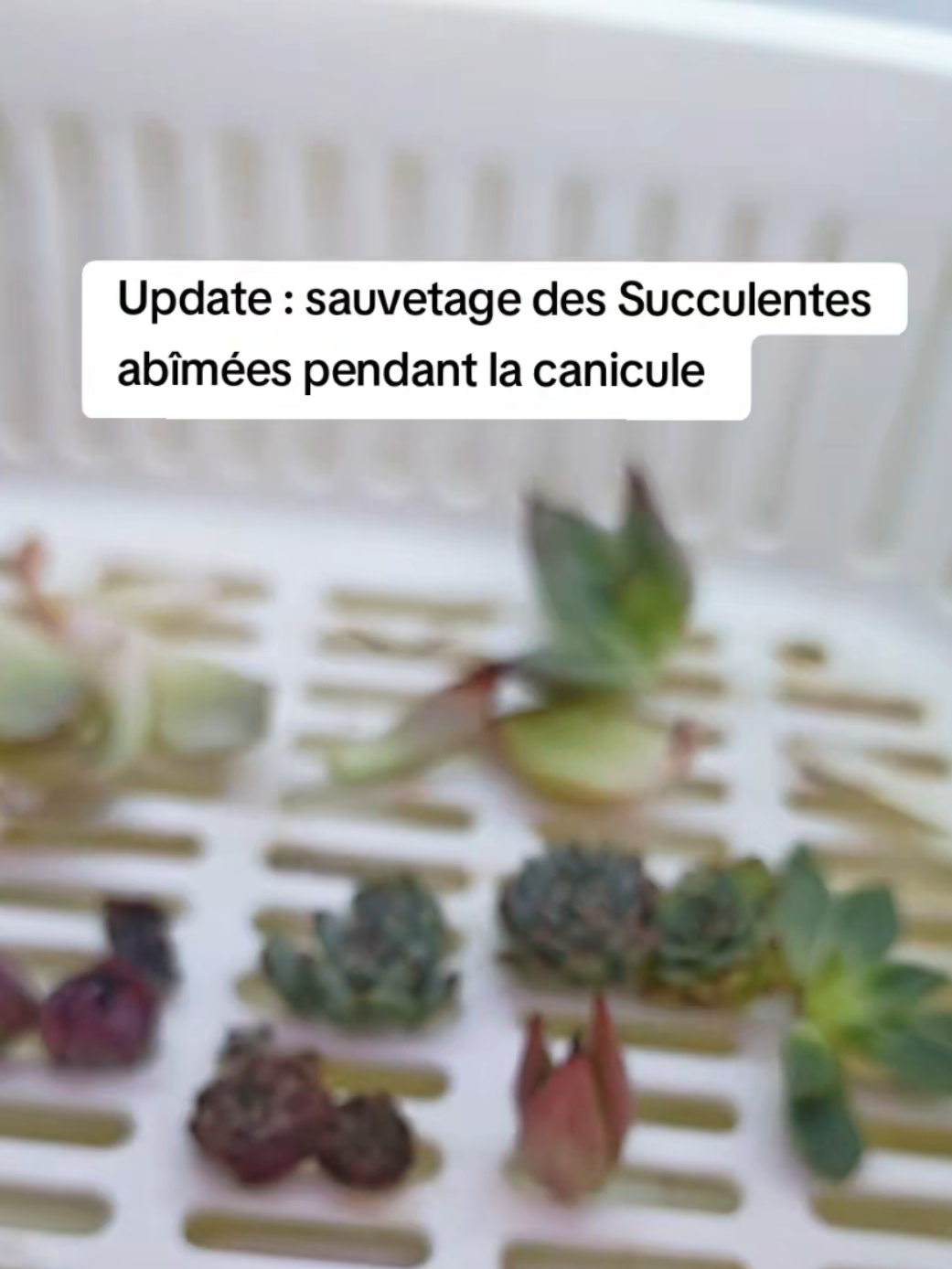@il était Une Succulente