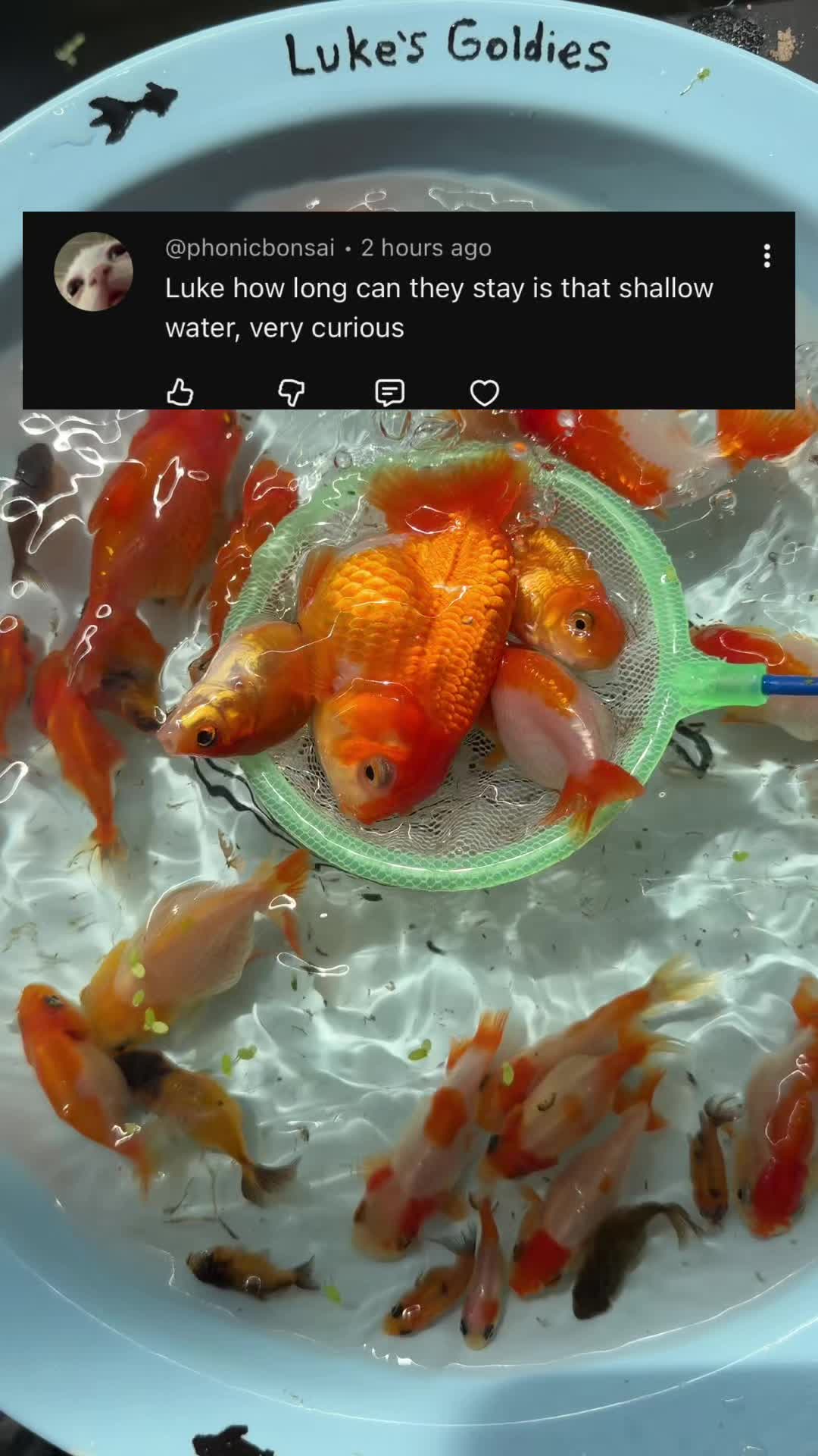 @The Goldfish Guy