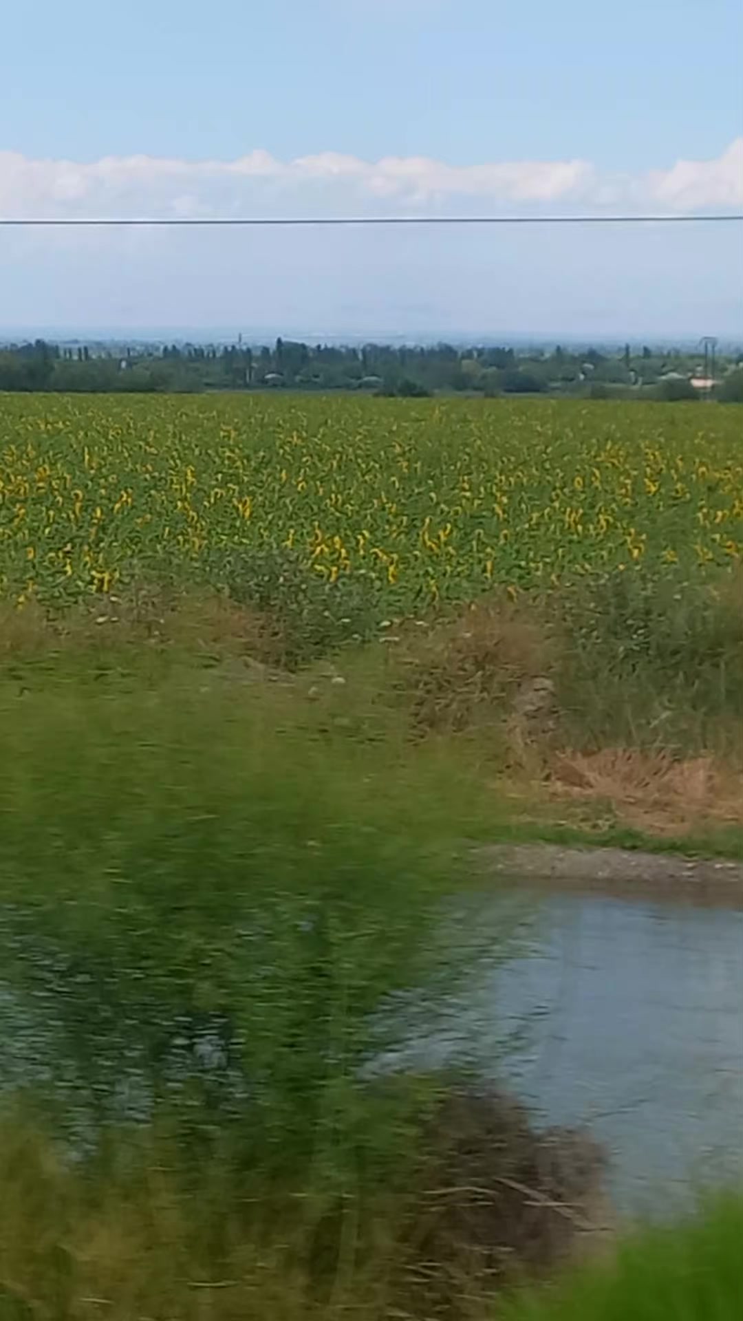 @TERANE NESİROVA