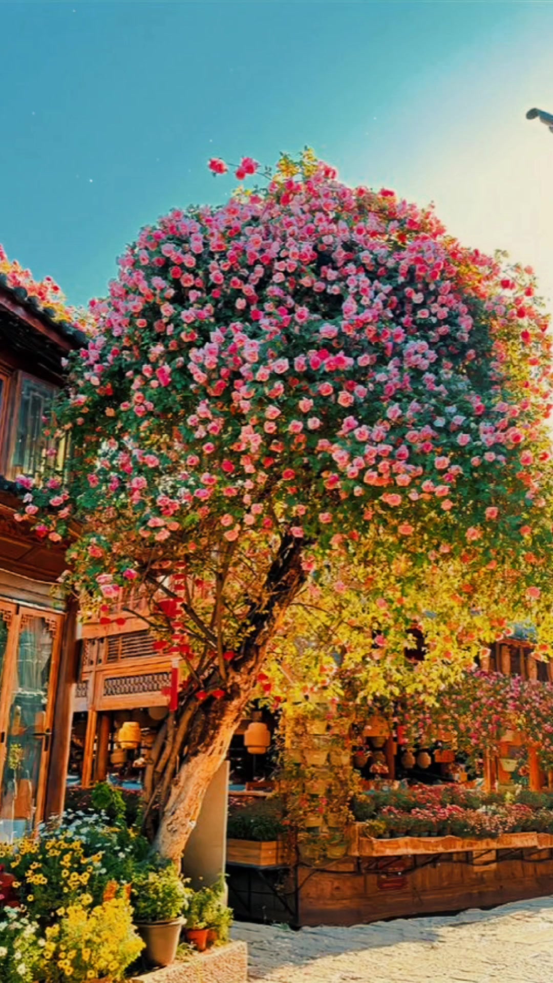 @Thanh Soái 🌱☘️🍀
