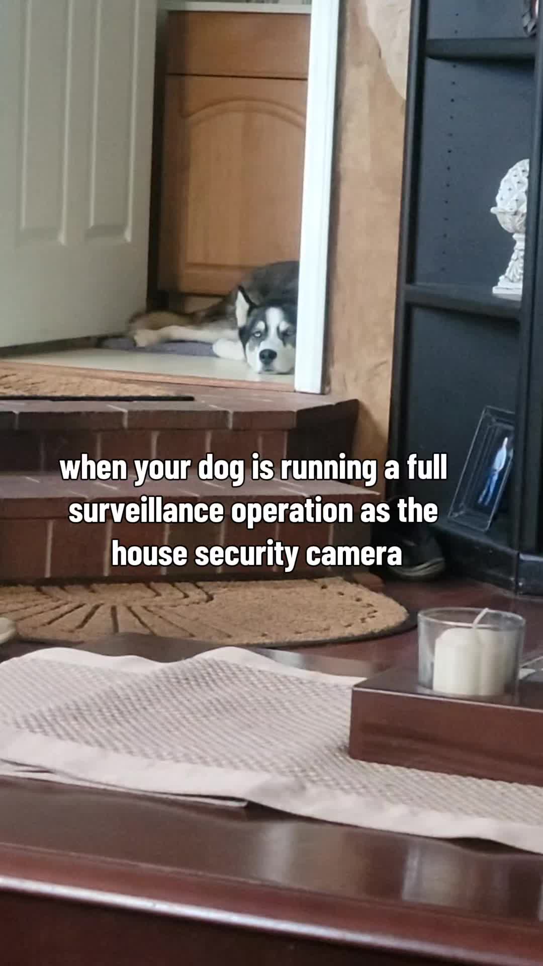 @the Hussey Husky