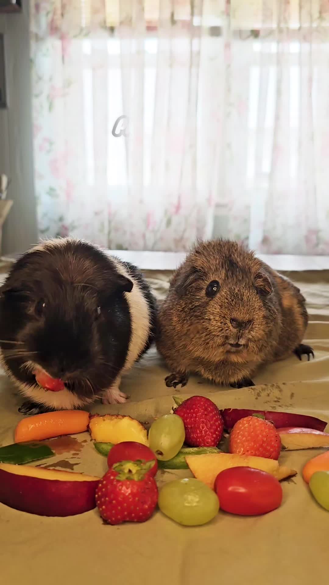 @♡GuineaPiggy♡