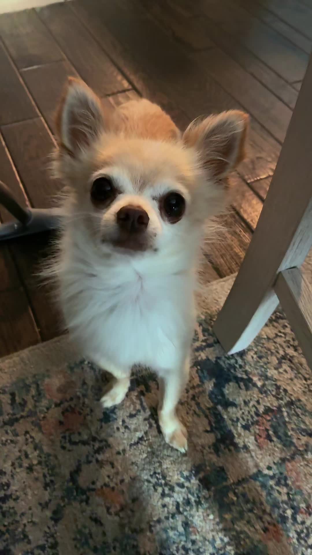 @thechihuahuafamily1