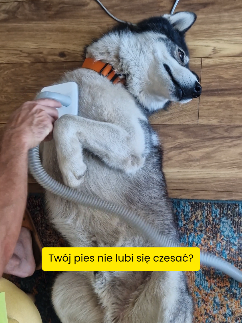 @husky.ananaski