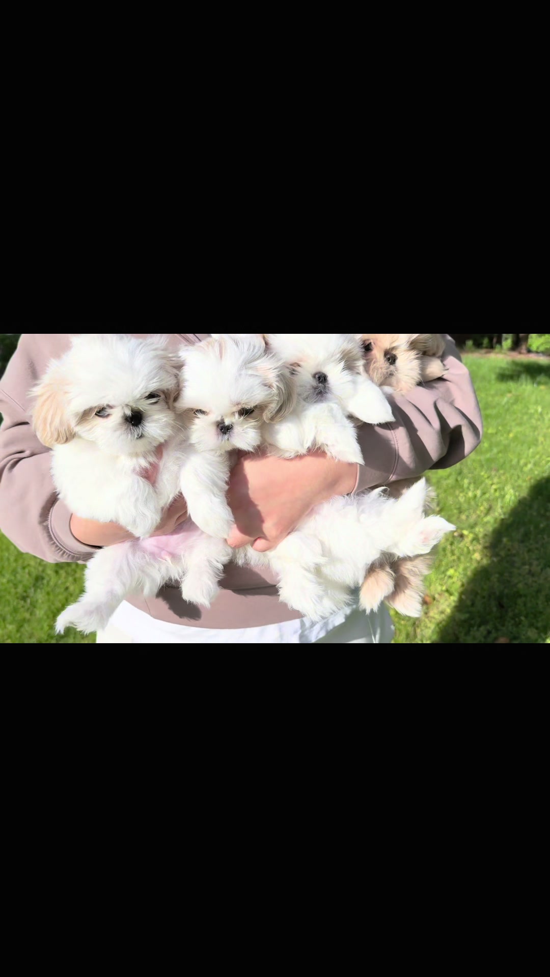 @Shih Tzu Puppies in Maryland