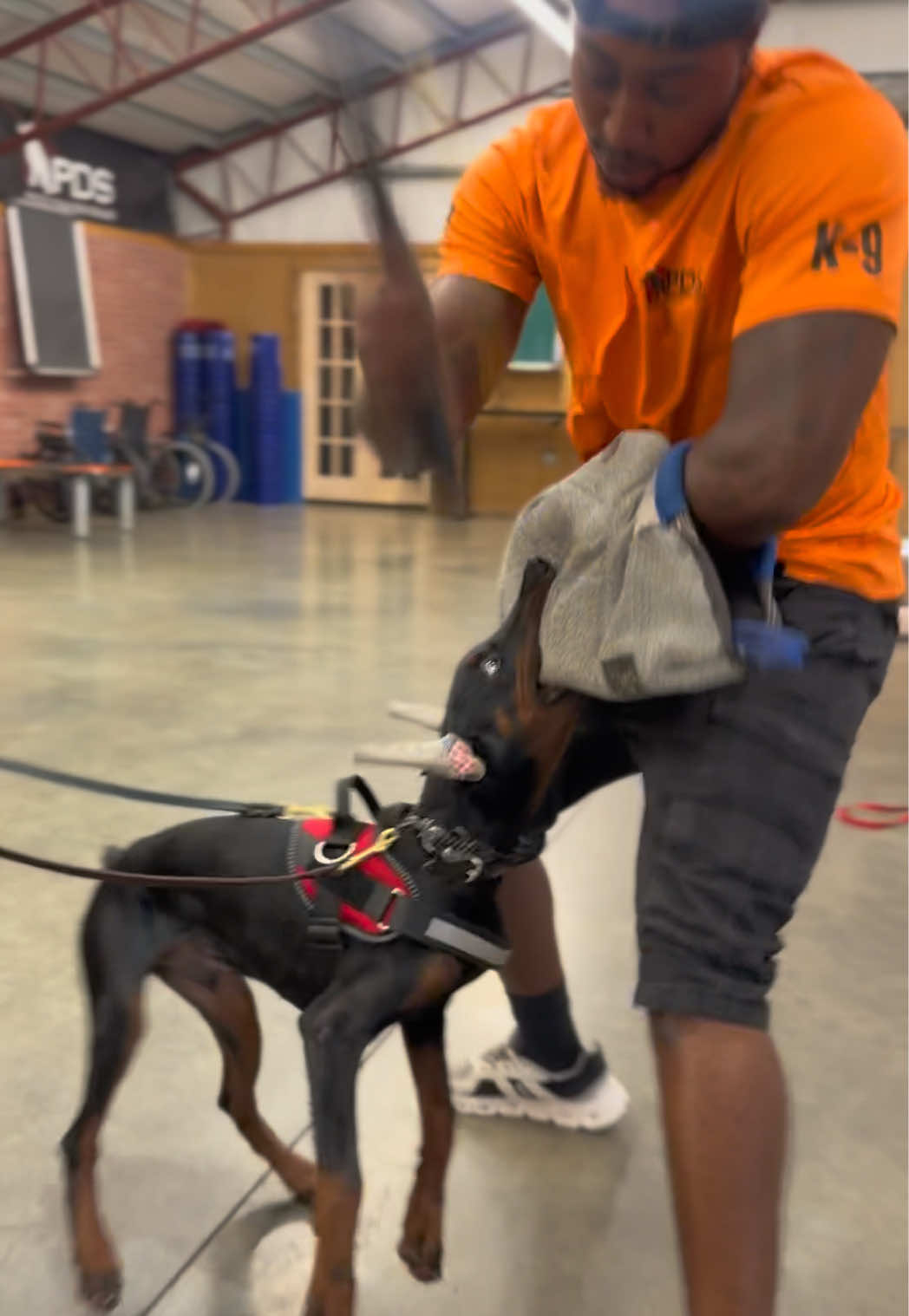 @Protection Dog Sales
