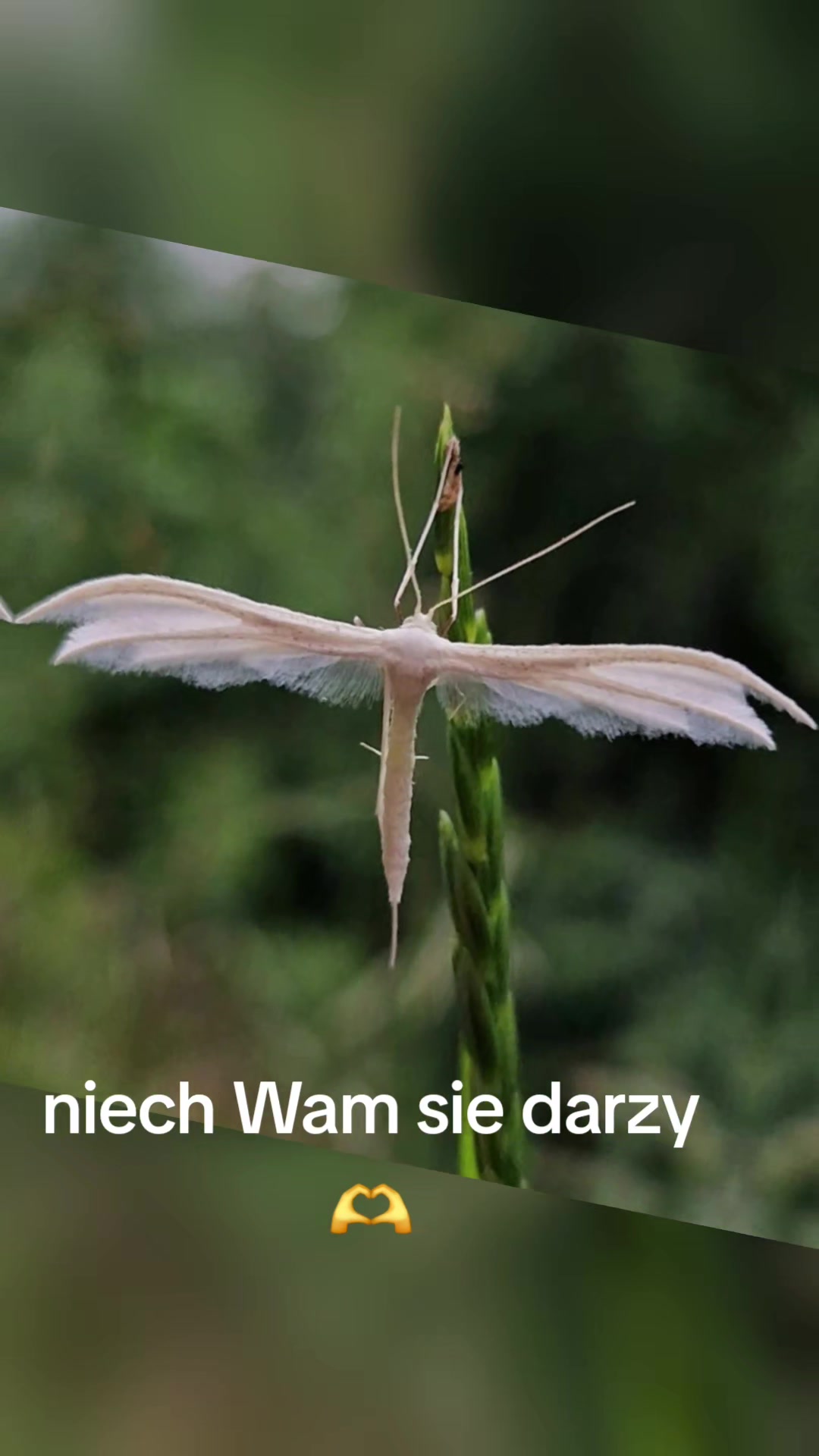 @Animal merwige fci