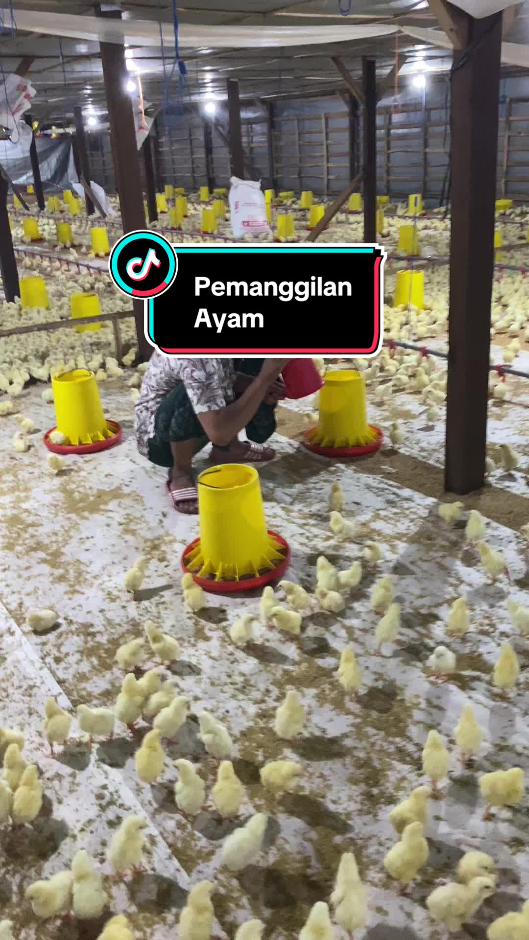 @BN Farm Broiler🐔