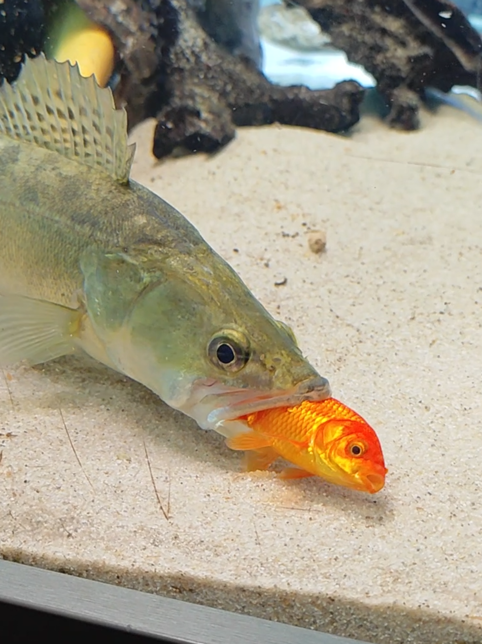 @predatoryfishtank