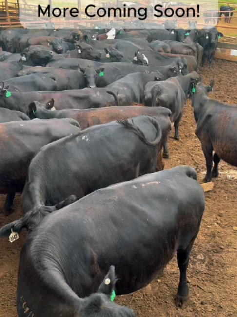 @Rutherford Land and Cattle