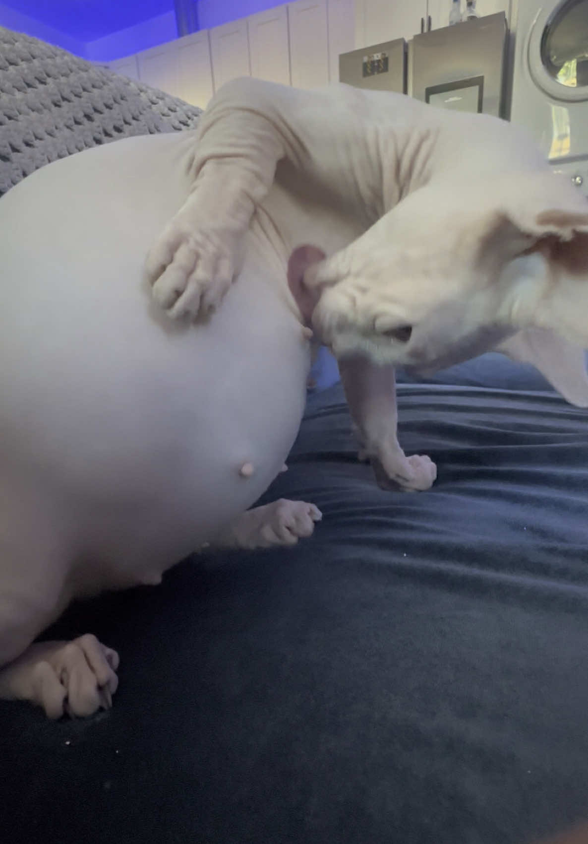 @famoussphynx