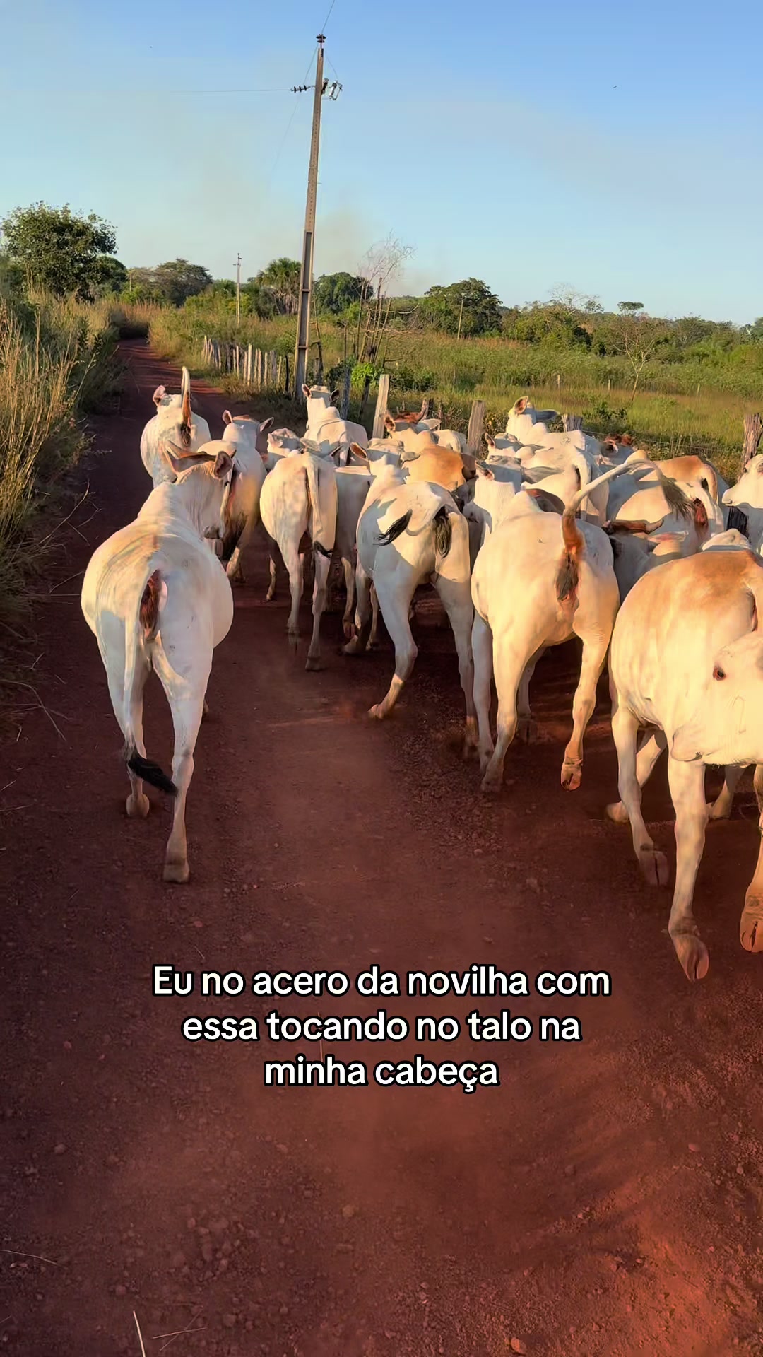 @Berdinazzi 🇧🇷
