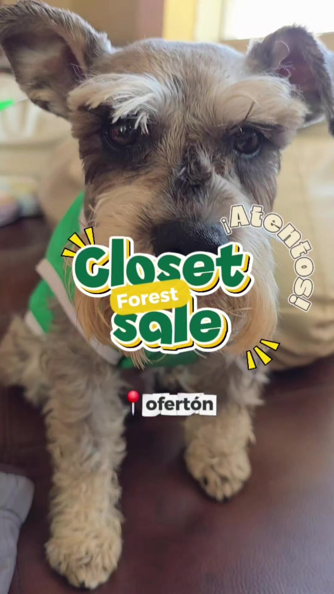 @Forest🐶.schnauzer