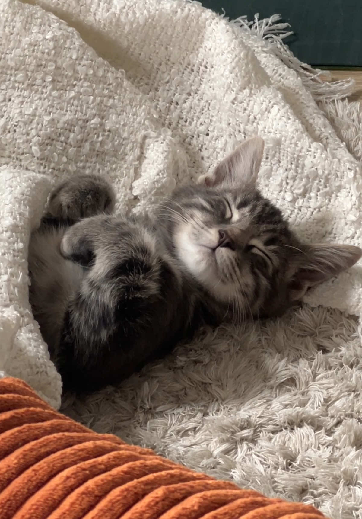 @lilcatloki