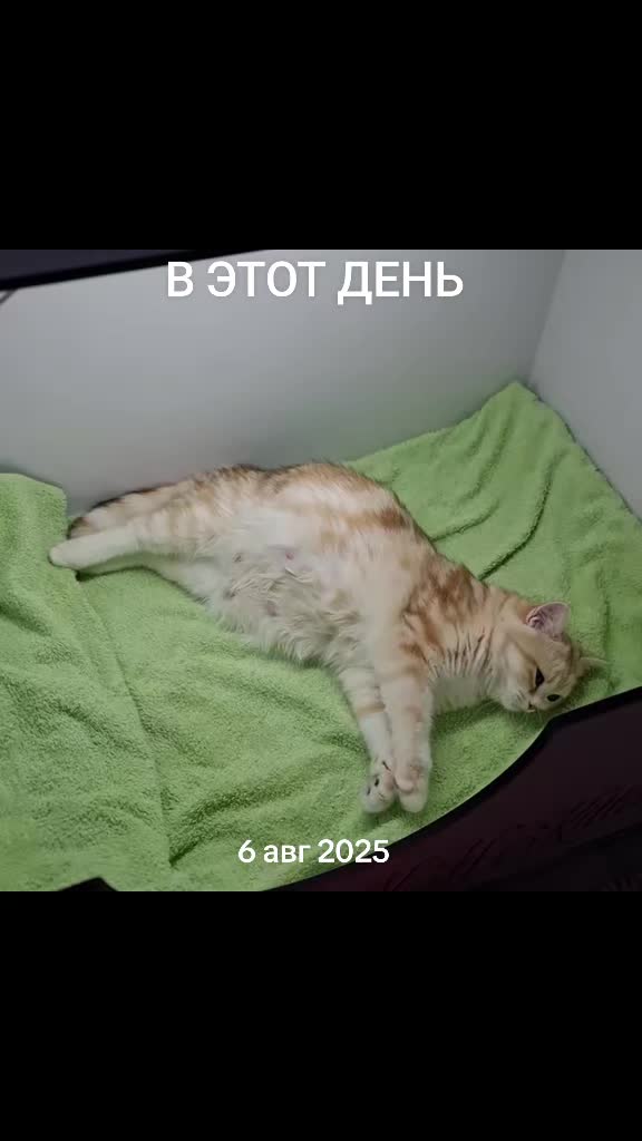 @LanaCats