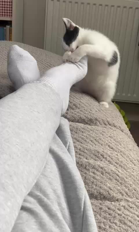 @Glossop Cat Rescue