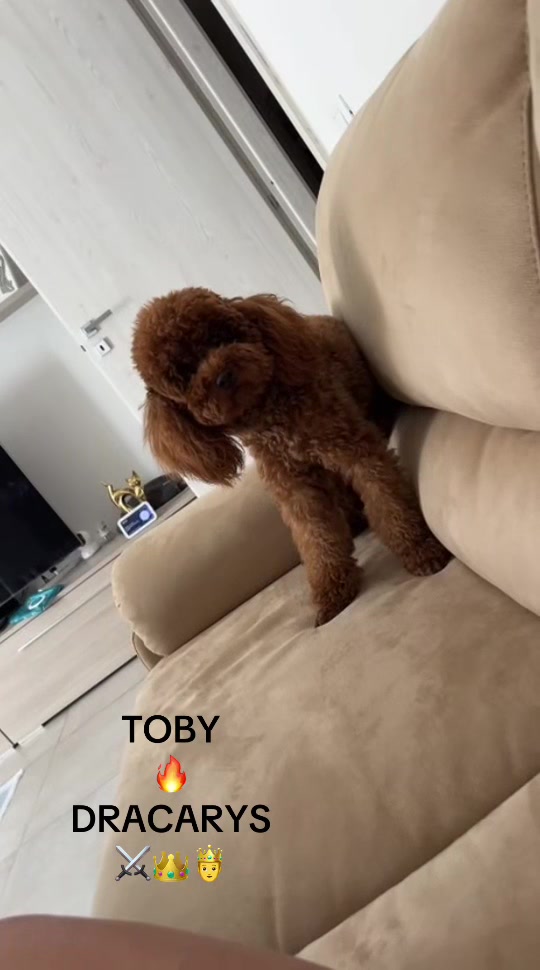 @Il mondo di Toby e Ulisse 🐩