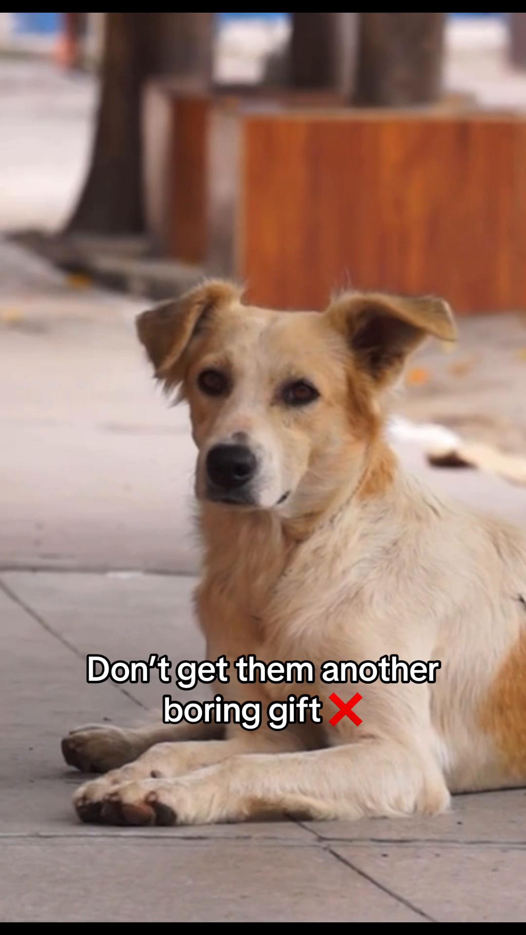 @Petworks.com