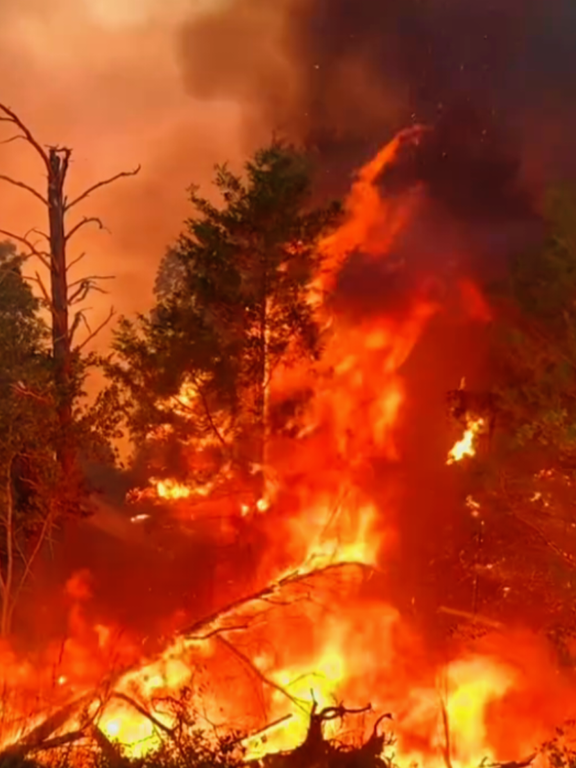 @My Wildfire World