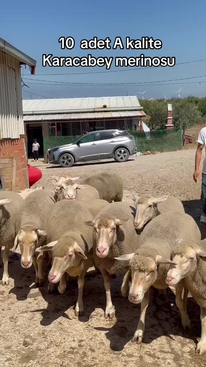 @Davut Yeşilfidan