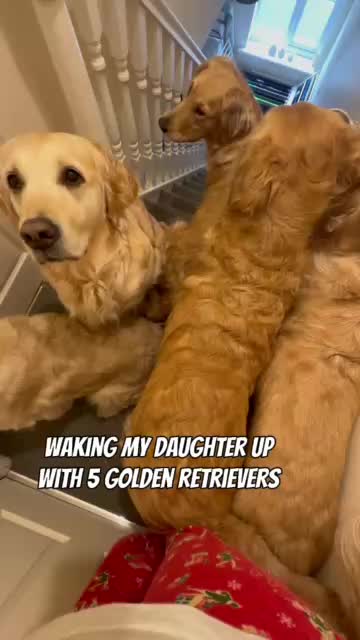 @5 Shades of Golden