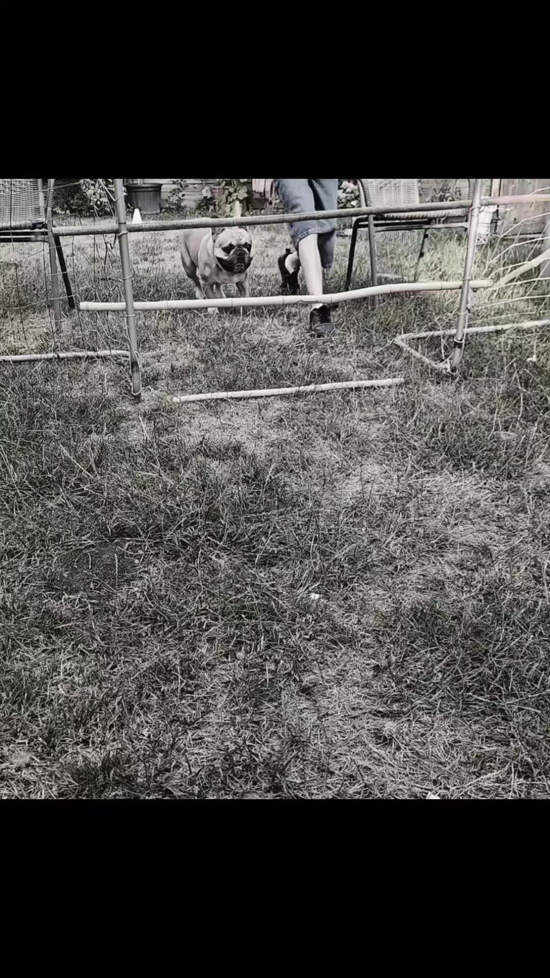 @Tyrion-the-frenchie/Cyrus23