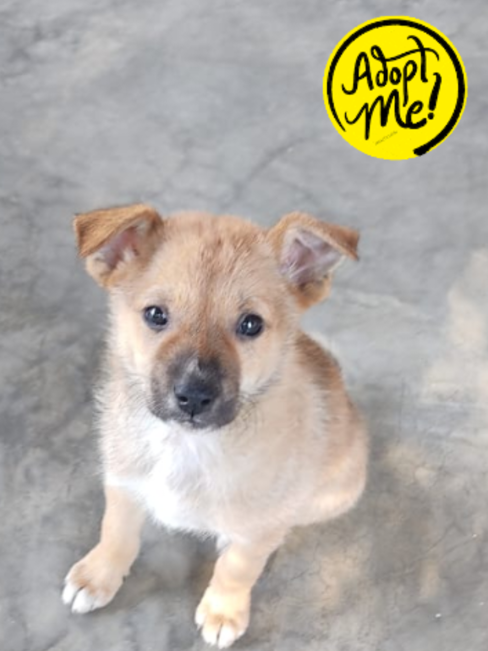 @Anshu shrestha 🐶