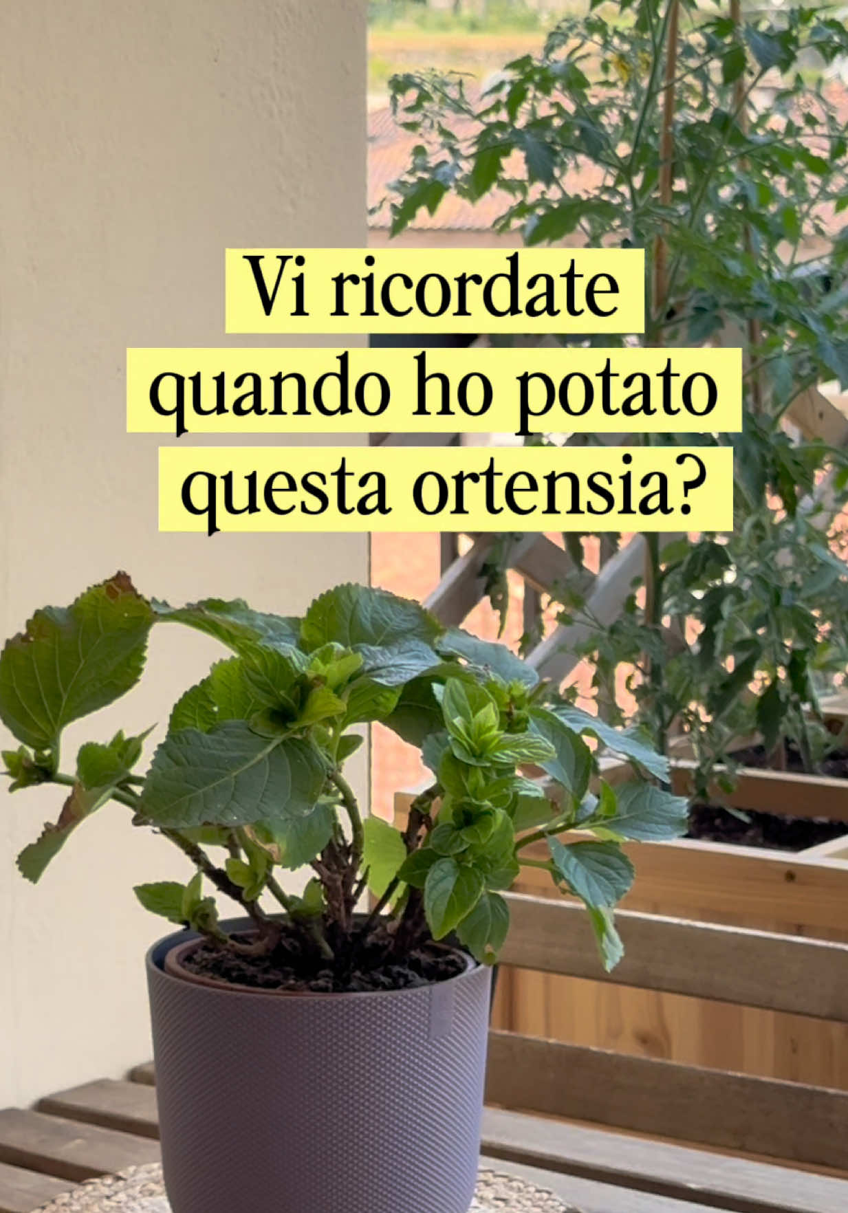 @Dora Delton | Piante & DIY