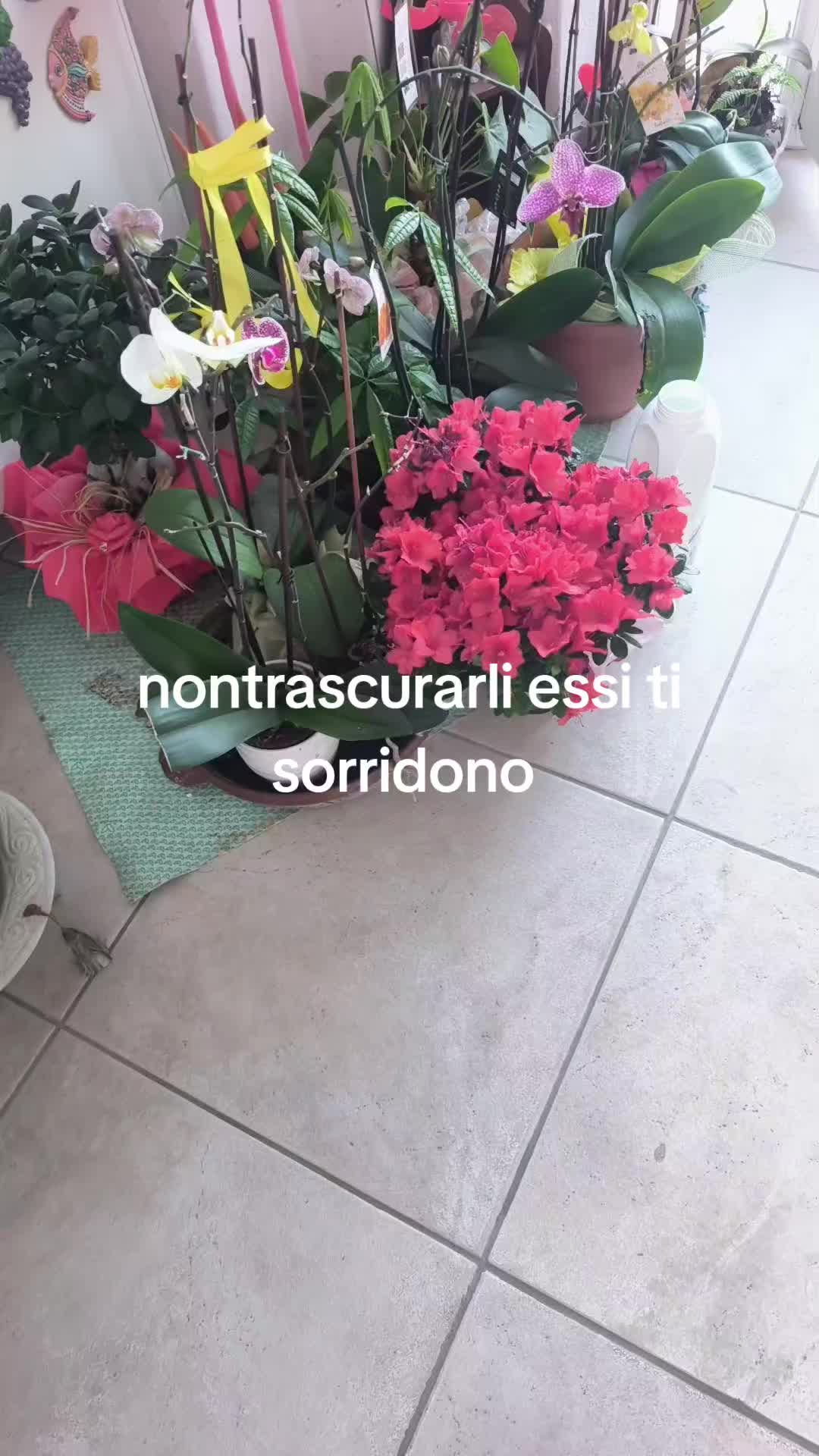 @Patriziakekapokkia