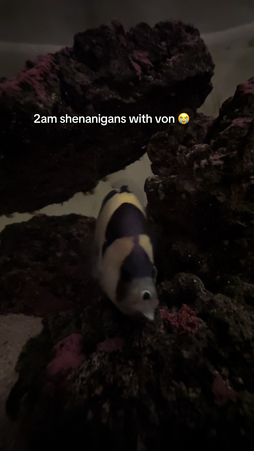 @ReefSync