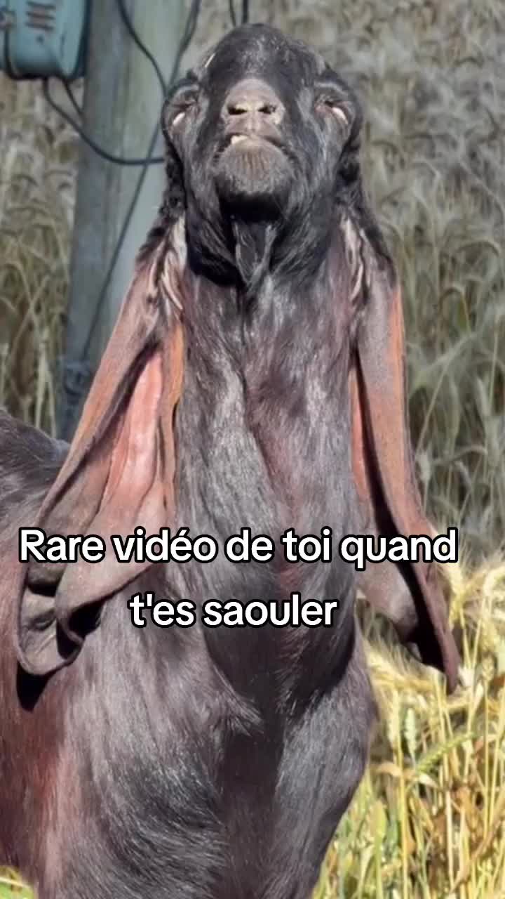 @FouRireAnimal