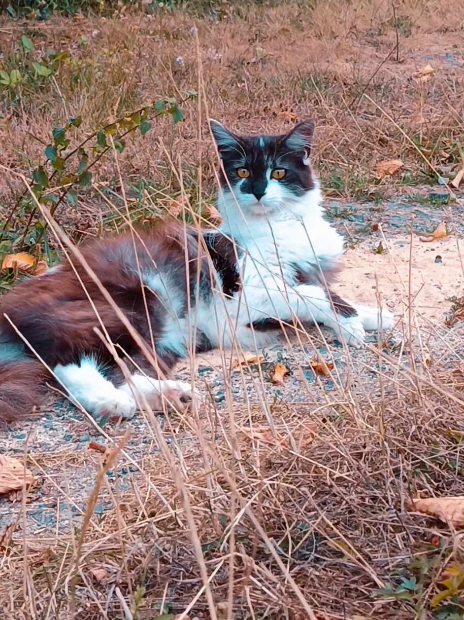 @Transcend'Horse 🐴 Luna'Cat 🐱