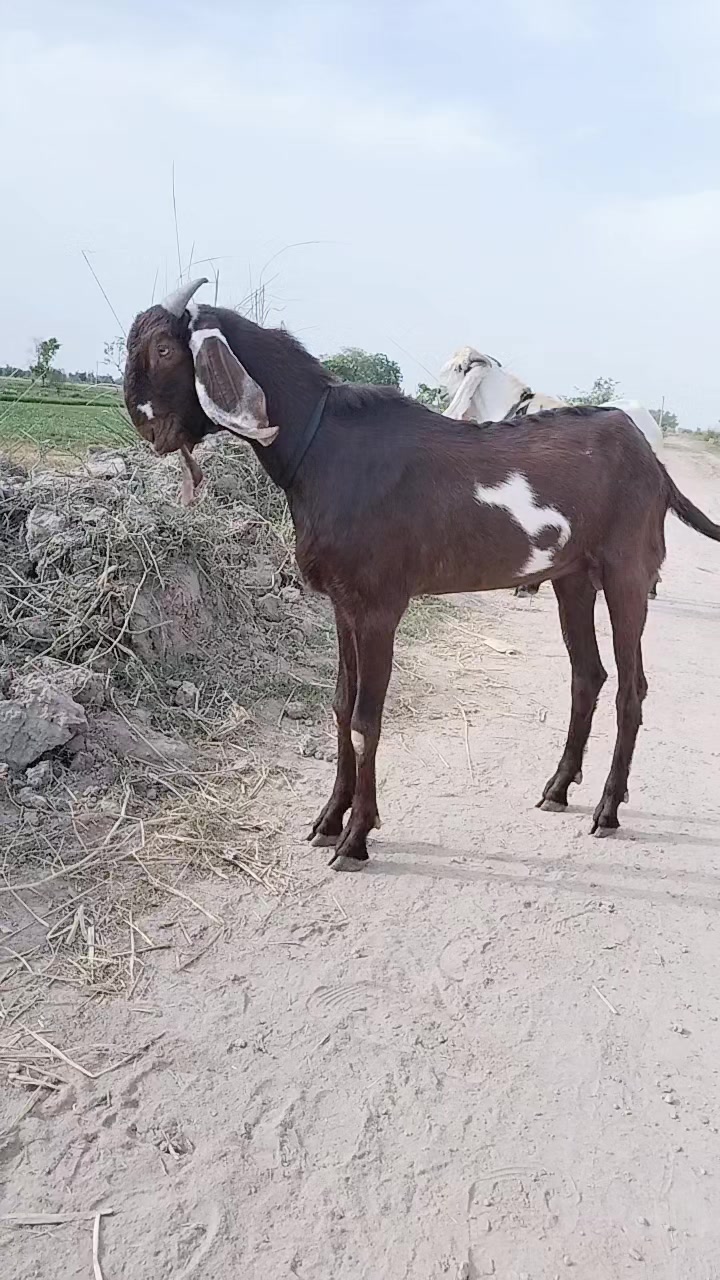 @Adi kamboh❣️