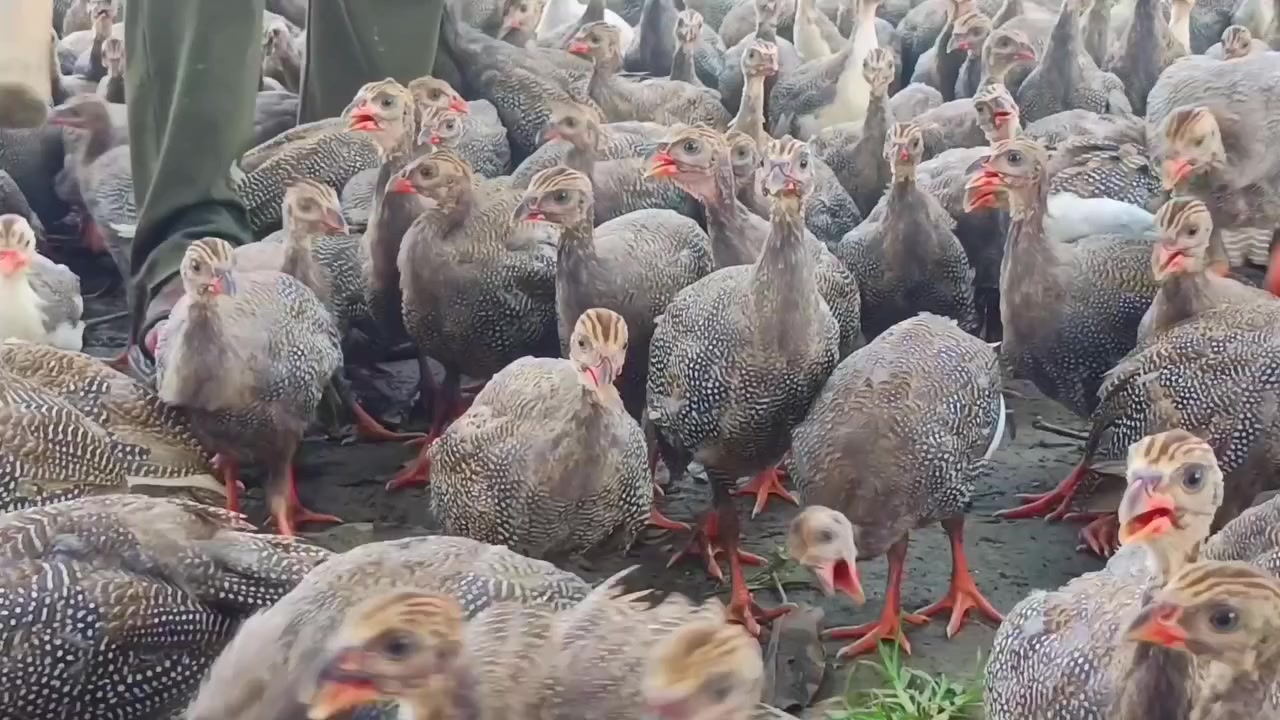 @SMART ORNAMENTAL FARM